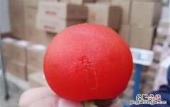 火晶柿子真假怎么看，火晶柿子树生长速度
