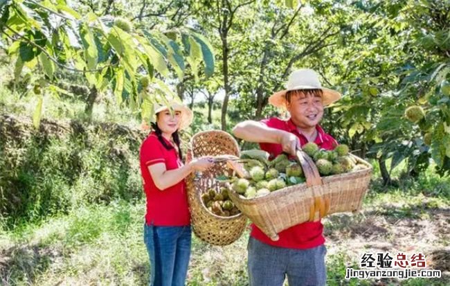 机器炒闭口板栗的诀窍,打板栗的注意事项有哪些