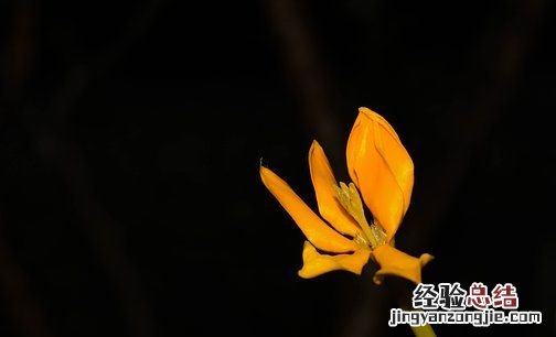 黄栀子的功效与作用