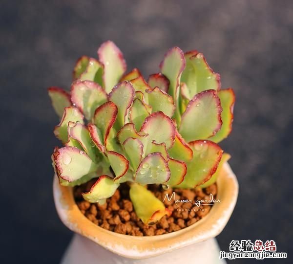 多肉海带会开花吗
