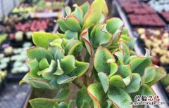 多肉海带会开花吗