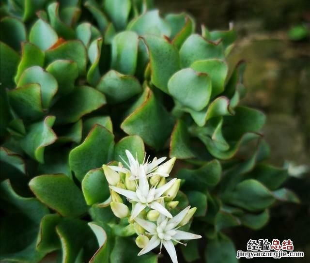 多肉海带会开花吗