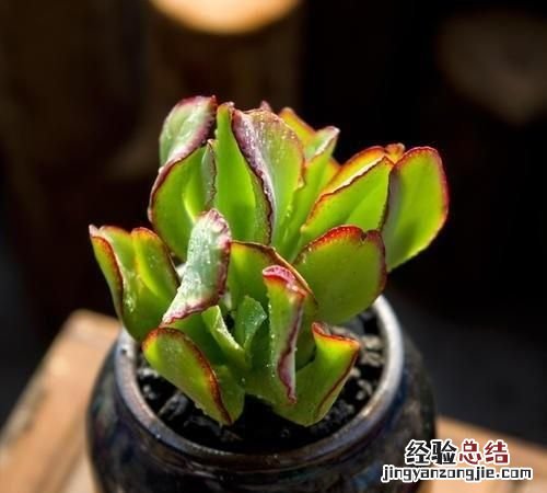 多肉海带会开花吗