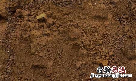 火龙果种植方法,火龙果地栽种植方法