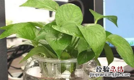 绿萝剪枝放水里能活