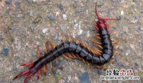 吃蜈蚣对身体有什么好处