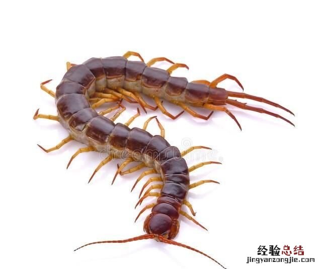 吃蜈蚣对身体有什么好处
