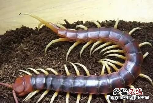 吃蜈蚣对身体有什么好处