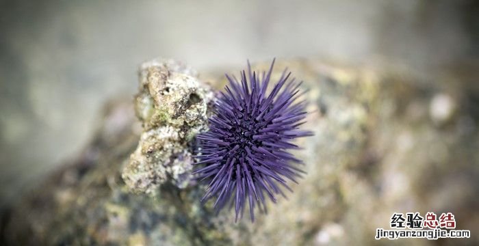 海胆有毒