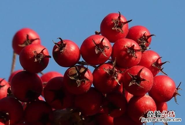 什么食物增加膳食纤维 什么食物可以补充膳食纤维的