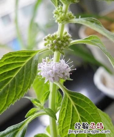 薄荷开花结果后什么时候取籽 薄荷不开花怎么回事