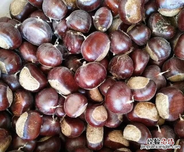 油板栗和菜板栗哪个生吃好 板栗可以生吃吗有什么好处