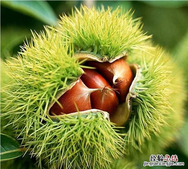 油板栗和菜板栗哪个生吃好 板栗可以生吃吗有什么好处