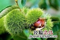 油板栗和菜板栗哪个生吃好 板栗可以生吃吗有什么好处