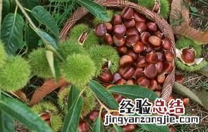 油板栗和菜板栗哪个生吃好 板栗可以生吃吗有什么好处