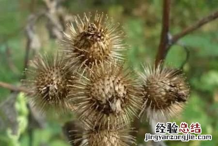 牛蒡是什么样子的牛蒡 牛蒡是什么图片