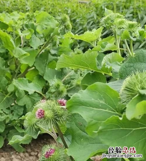 牛蒡是什么样子的牛蒡 牛蒡是什么图片