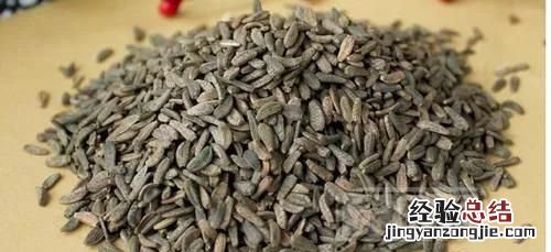 牛蒡是什么样子的牛蒡 牛蒡是什么图片