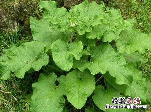 牛蒡是什么样子的牛蒡 牛蒡是什么图片