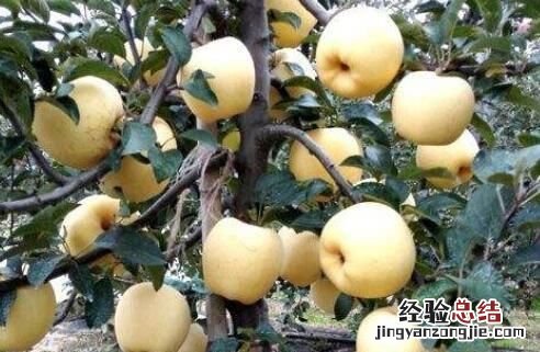 今日烟台红富士苹果出库价格多少