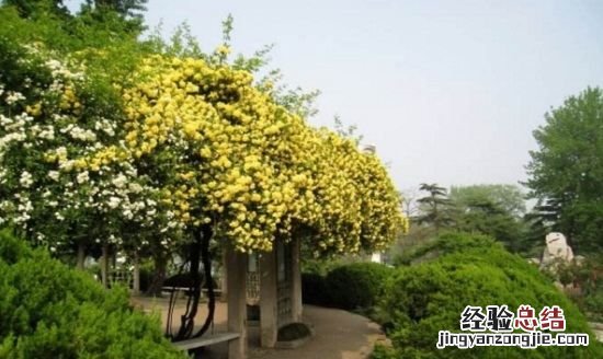 木香花一年开几次