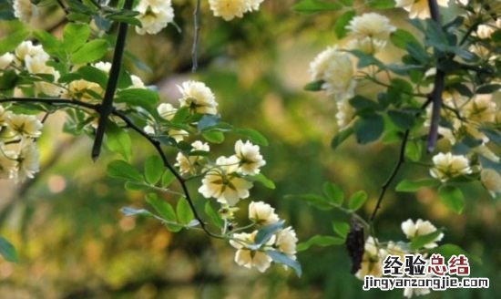 木香花一年开几次