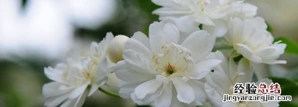 木香花一年开几次