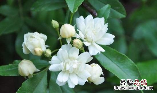木香花一年开几次