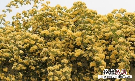 木香花一年开几次