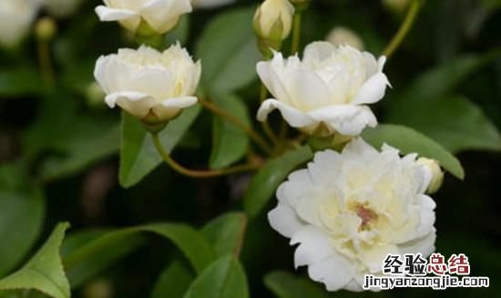 木香花一年开几次