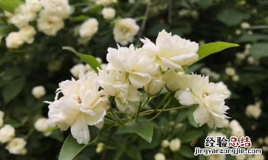 木香花一年开几次