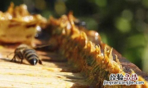 蜂胶适合什么人群吃