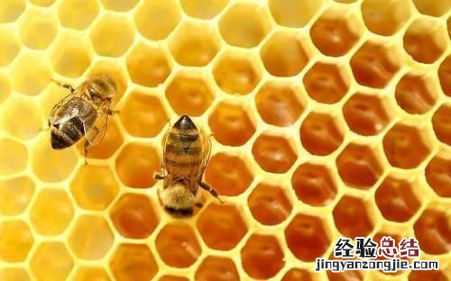 蜂胶适合什么人群吃