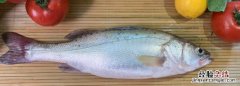 鲈鱼是海鱼