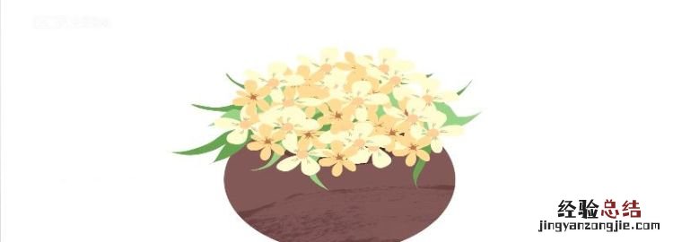 九里香可以水培,水培红薯和九里香可以放在一瓶里