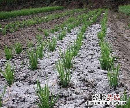 松木灰的成分是什么,草木灰的主要成分是什么