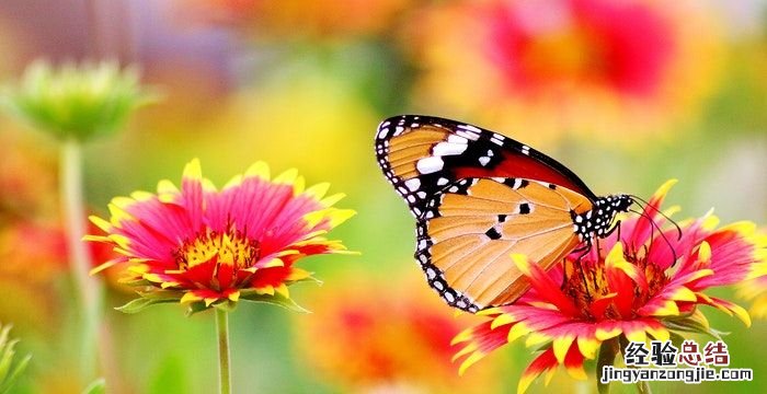 格桑花的花语,格桑花的爱情花语是什么