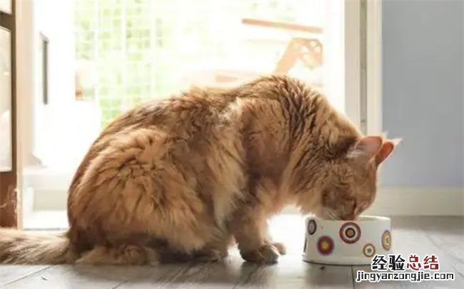 猫罐头能放微波炉里加热