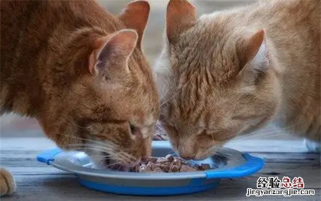 猫罐头能放微波炉里加热