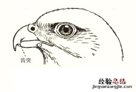 什么鸟长牙齿 什么鸟长牙齿好