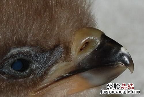 什么鸟长牙齿 什么鸟长牙齿好