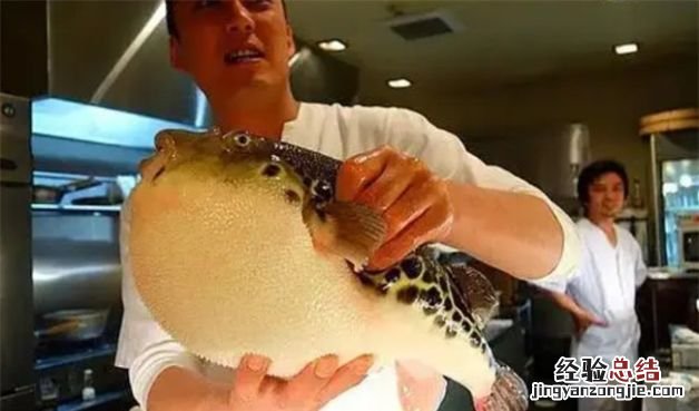 吃河豚后几个小时安全，吃河豚几个小时后安全72小时后安全吗