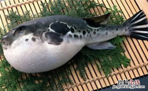 吃河豚后几个小时安全，吃河豚几个小时后安全72小时后安全吗