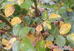 月季花叶子发黄枯萎是怎么回事，月季花叶子发黄掉落是什么原因