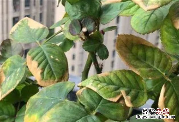 月季花叶子发黄枯萎是怎么回事,月季花叶子发黄掉落是什么原因