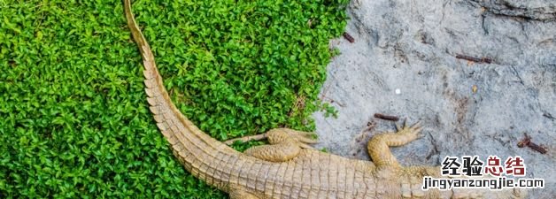 鳄鱼的眼泪是指什么人
