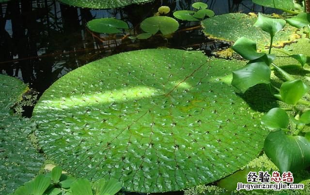 芡实吃芡实的好处是什么