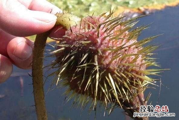 芡实吃芡实的好处是什么