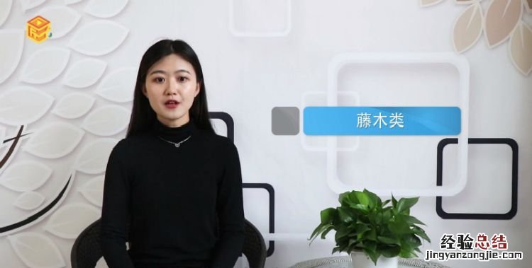树木的种类,树的种类名称