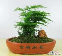 文竹如何修剪